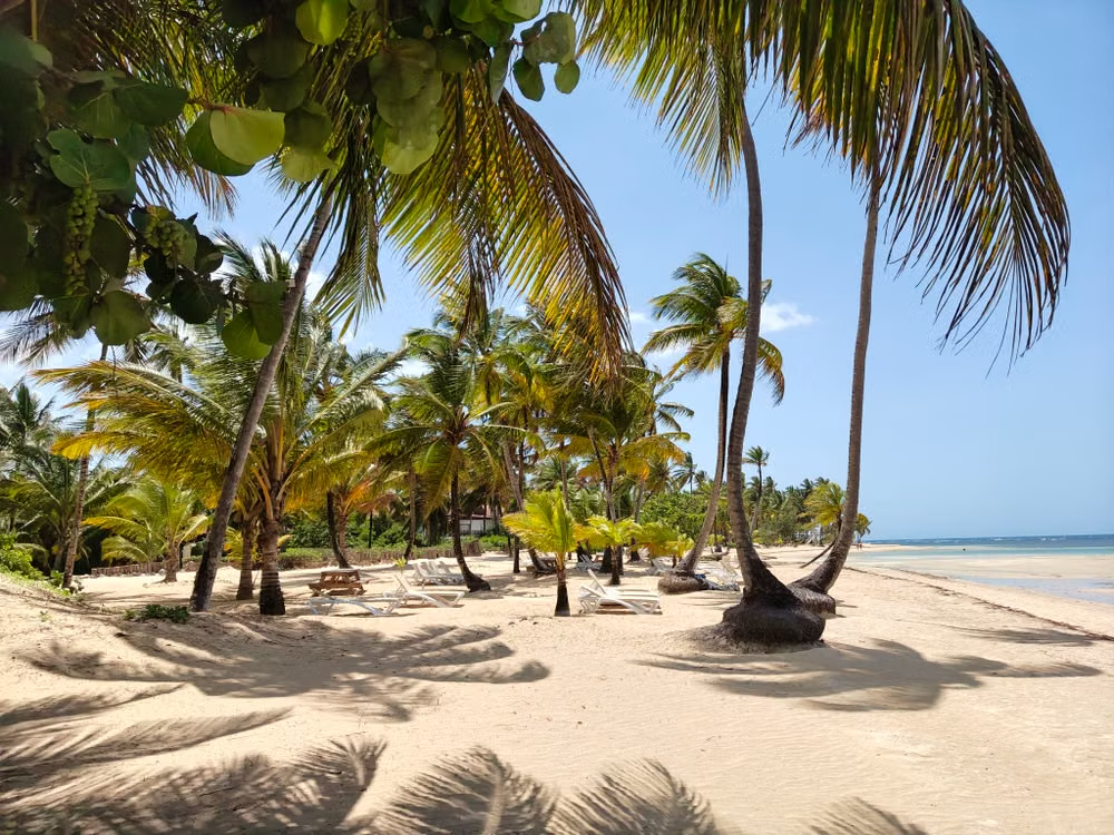 A serene tropical beach in Samaná, Dominican Republic with palm trees and clear skies.